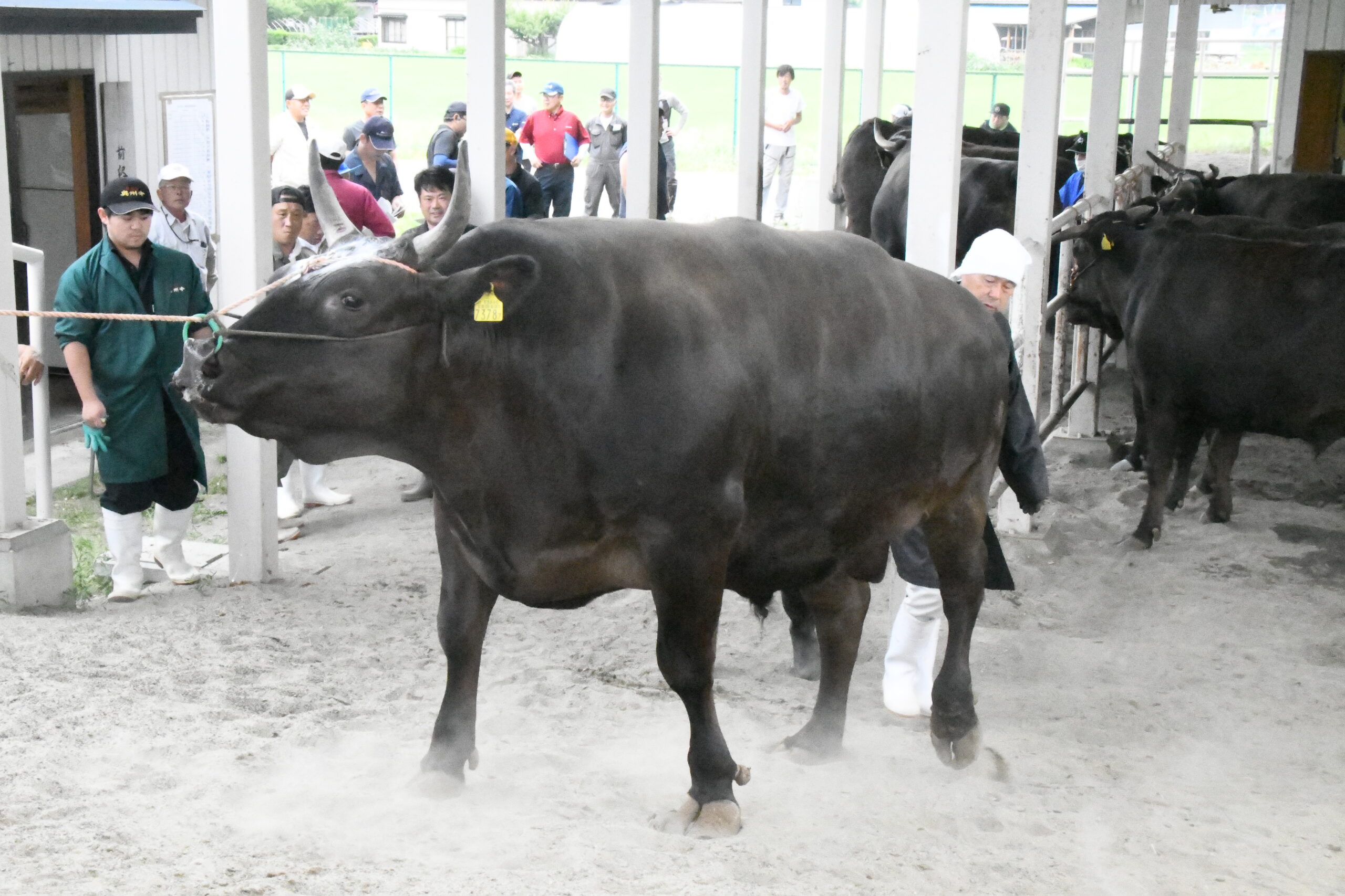 一本化の「前沢牛」始動（JA岩手ふるさと、市場へ初出荷）