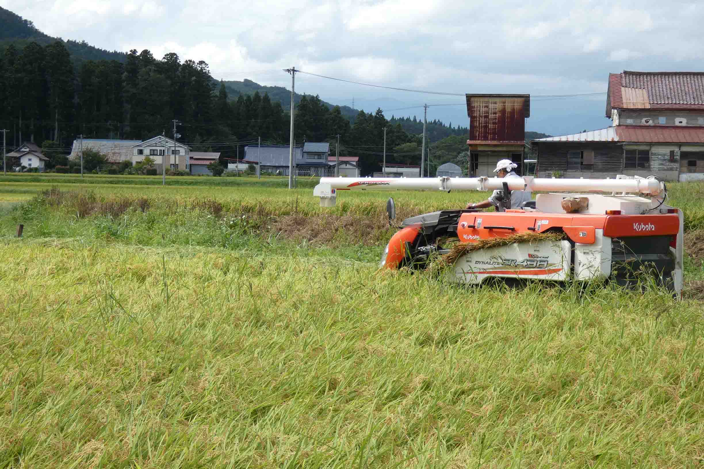 気候変動？ 稲刈り前倒し（胆江地区、高温傾向で生育早く）