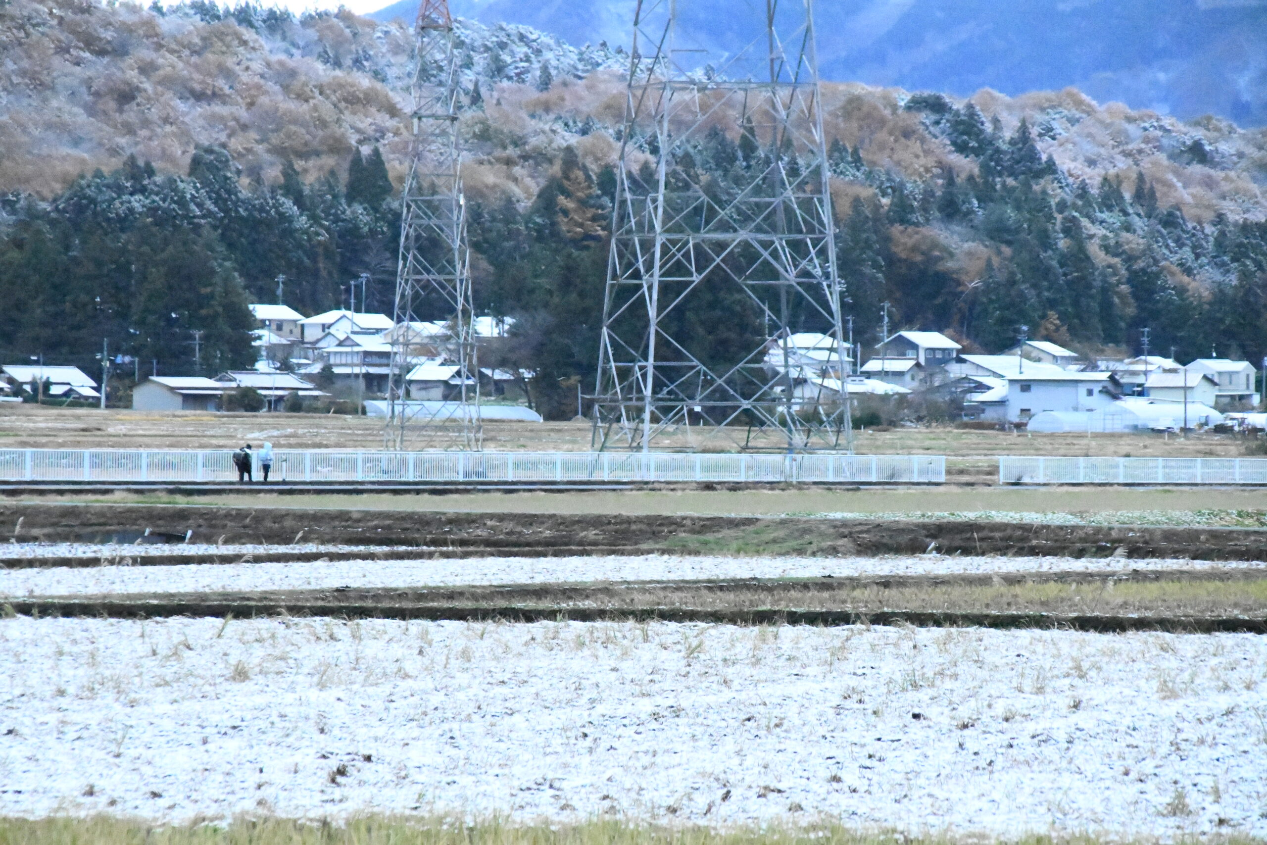 冷え込み厳しく　胆江各地うっすら雪化粧