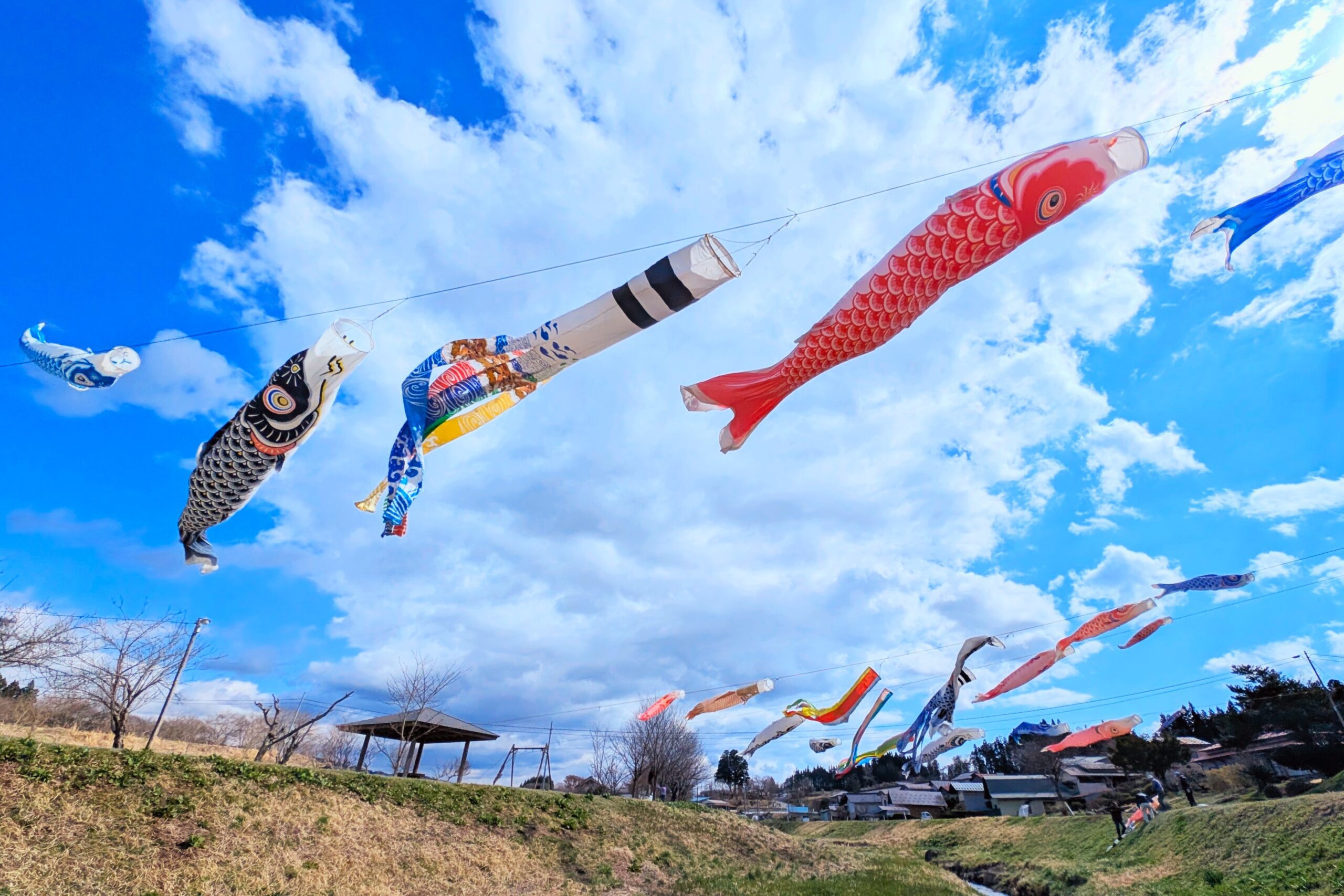 鮮やか「天然色」、大滝詠一さんゆかりの河川敷で（江刺梁川）