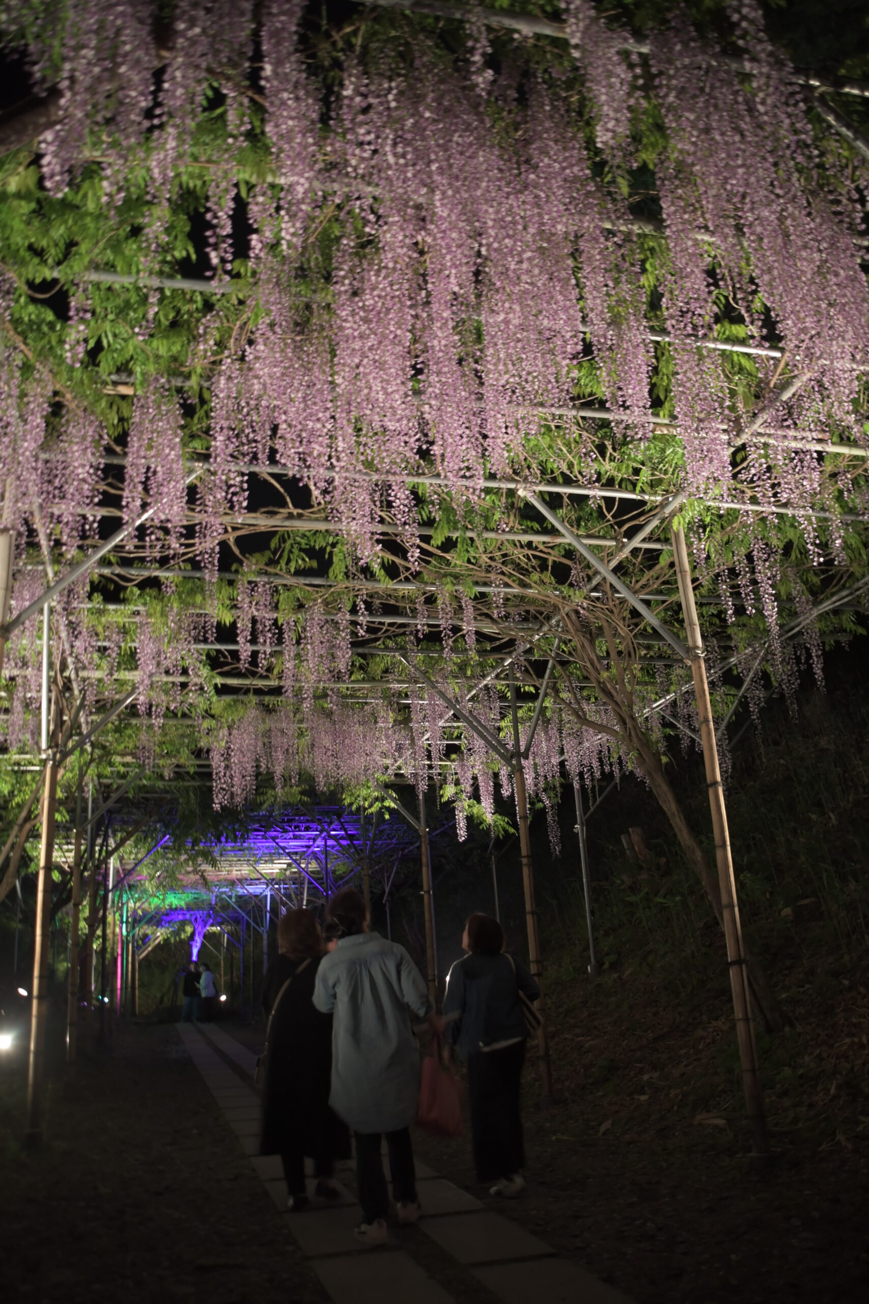 藤のトンネル　幻想的に（藤原の郷、ライトアップ24日まで）