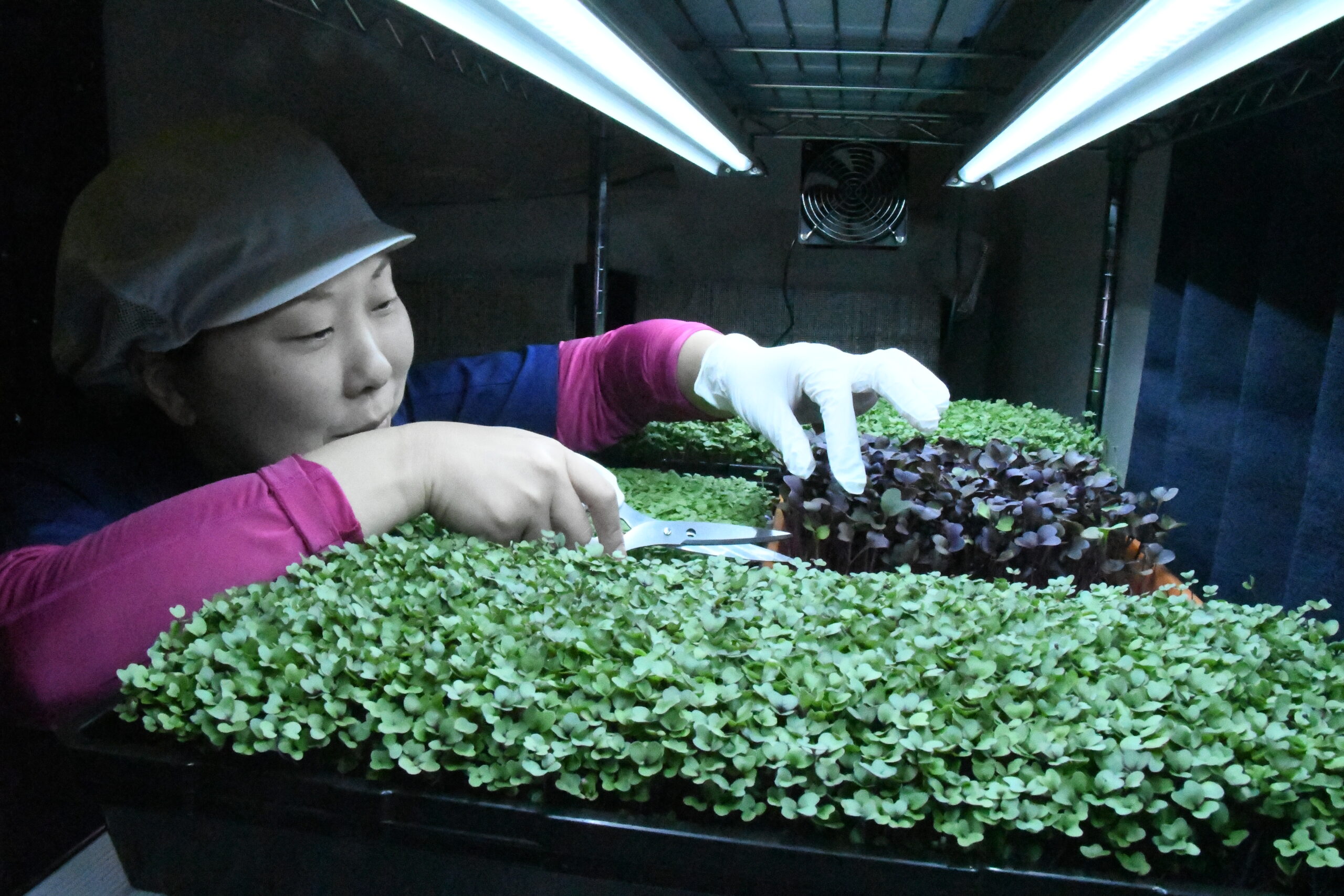 美容室営む傍ら“小さな農業”実践、野菜の若芽「マイクログリーン」栽培（金ケ崎）