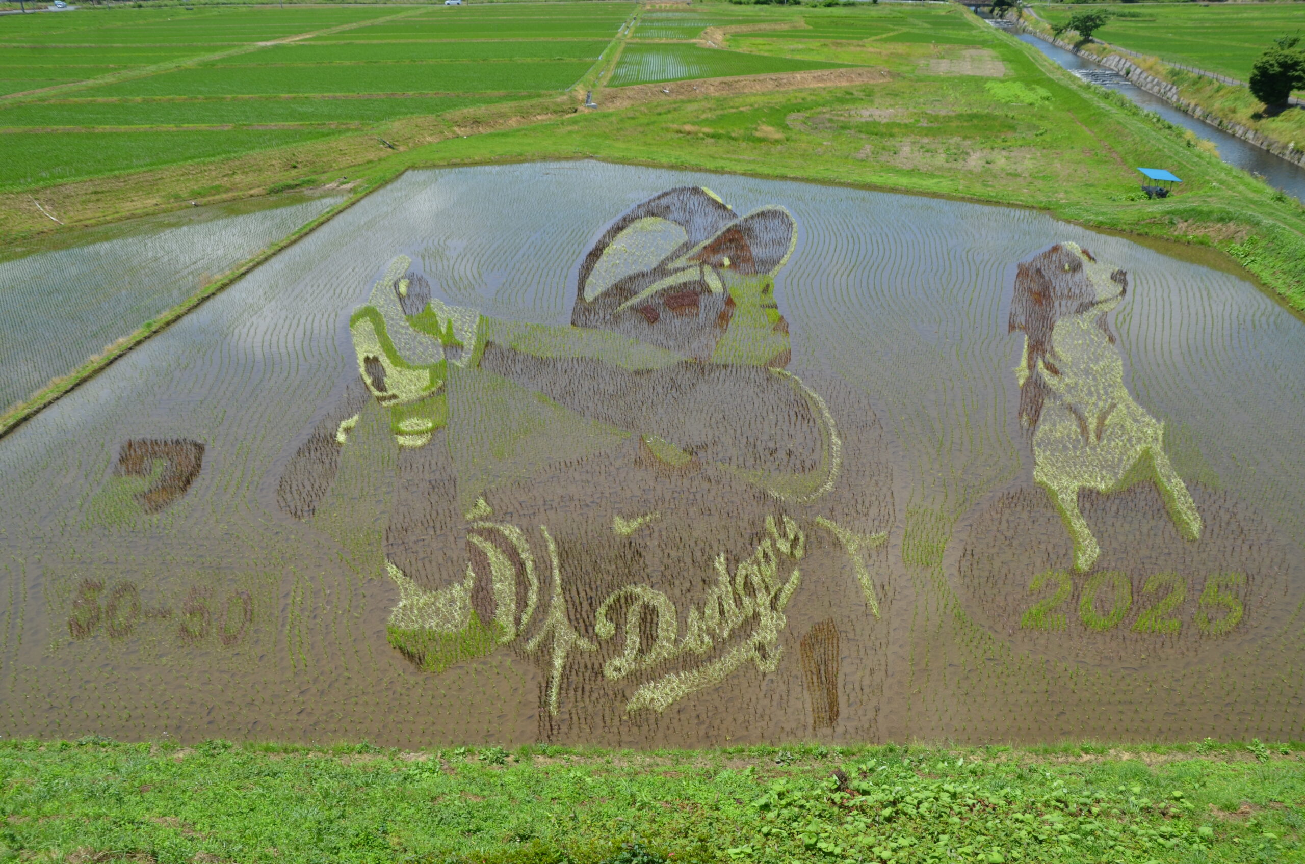浮かび上がる大谷選手、「真夏日」輝き一層（水沢の田んぼアート）