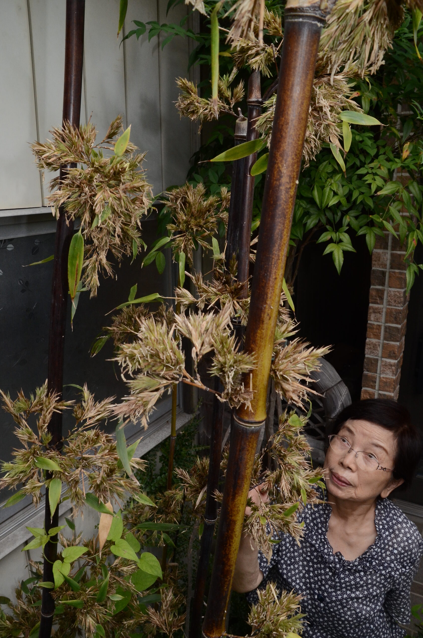 「１２０年に一度」黒竹開花（水沢真城が丘の民家）