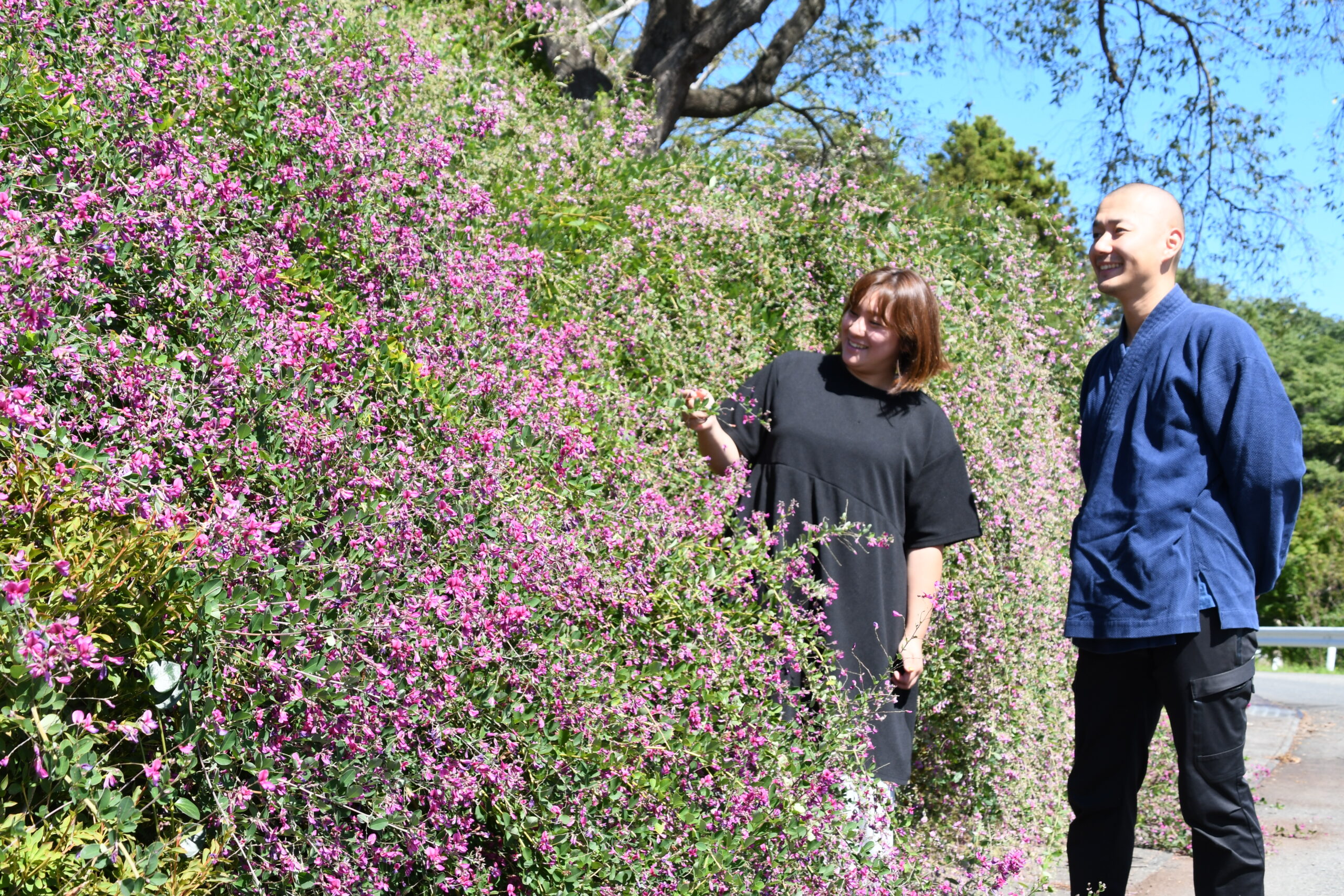 きょう秋分 ハギ満開　運ぶ癒やし