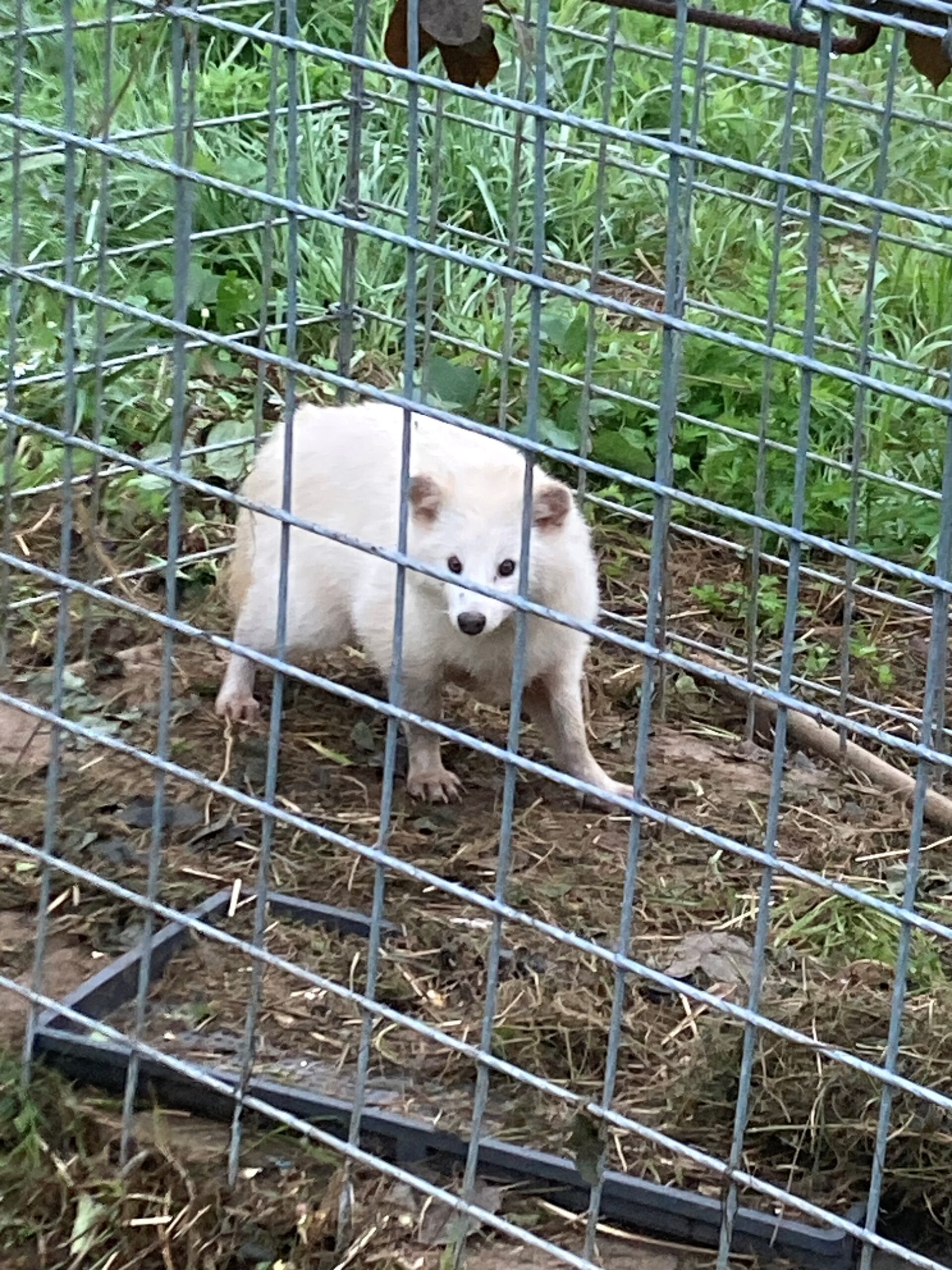 幸運呼ぶ！？　珍しい白いタヌキ、江刺藤里の山中で捕獲　県内で報告例なく