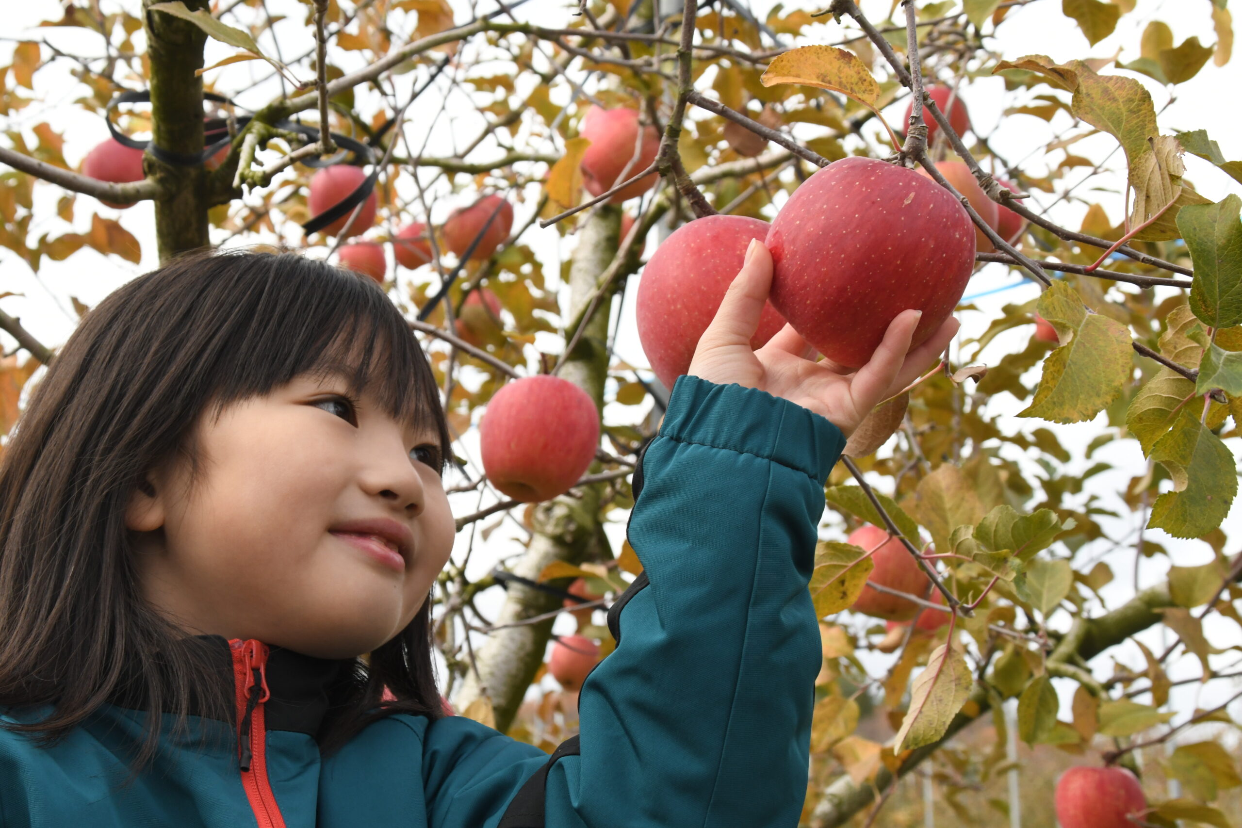 サンふじ　おいしそう、親子でリンゴ収穫体験（ＪＡ江刺）
