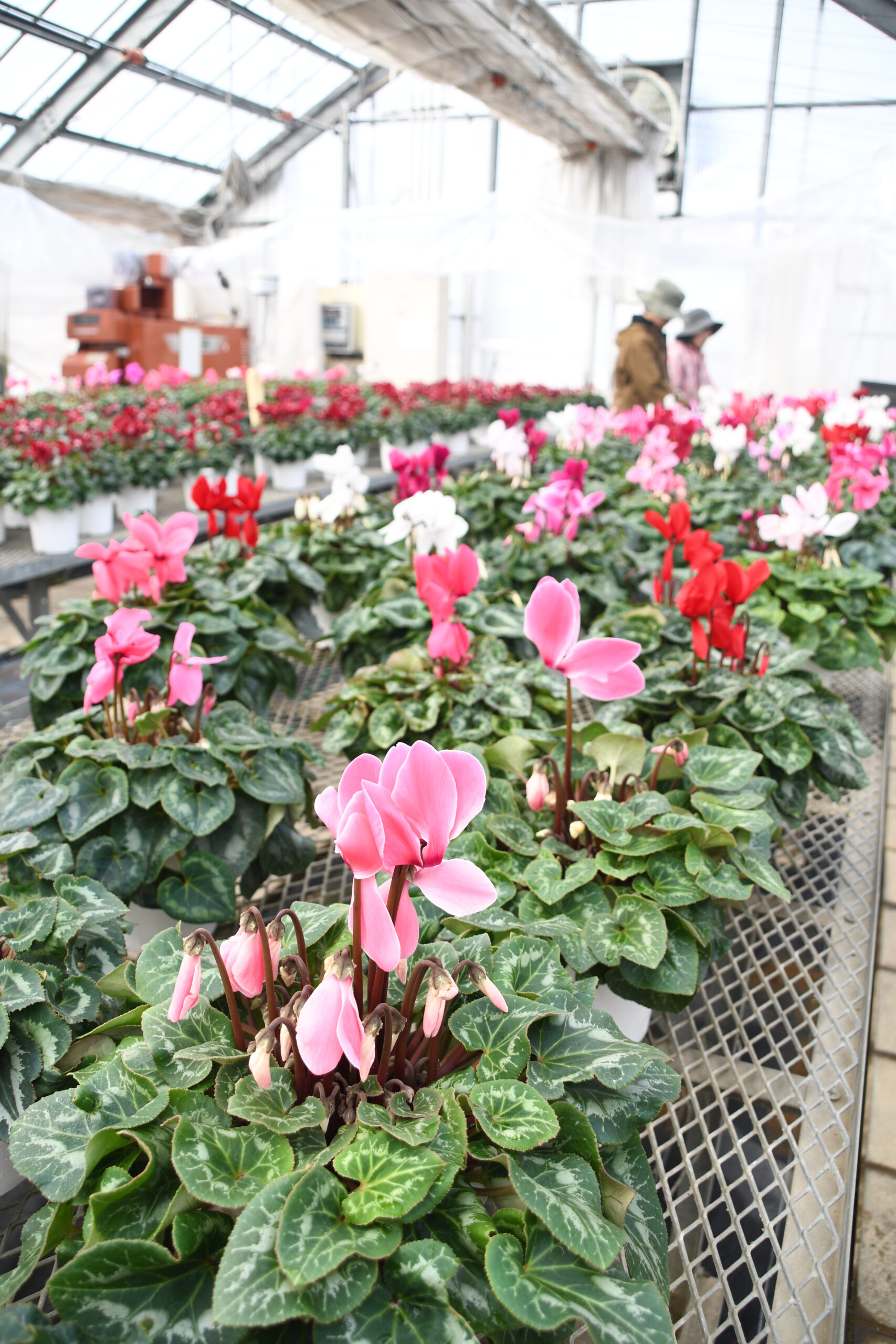 シクラメン 冬に彩り（金ケ崎・花きセンター）