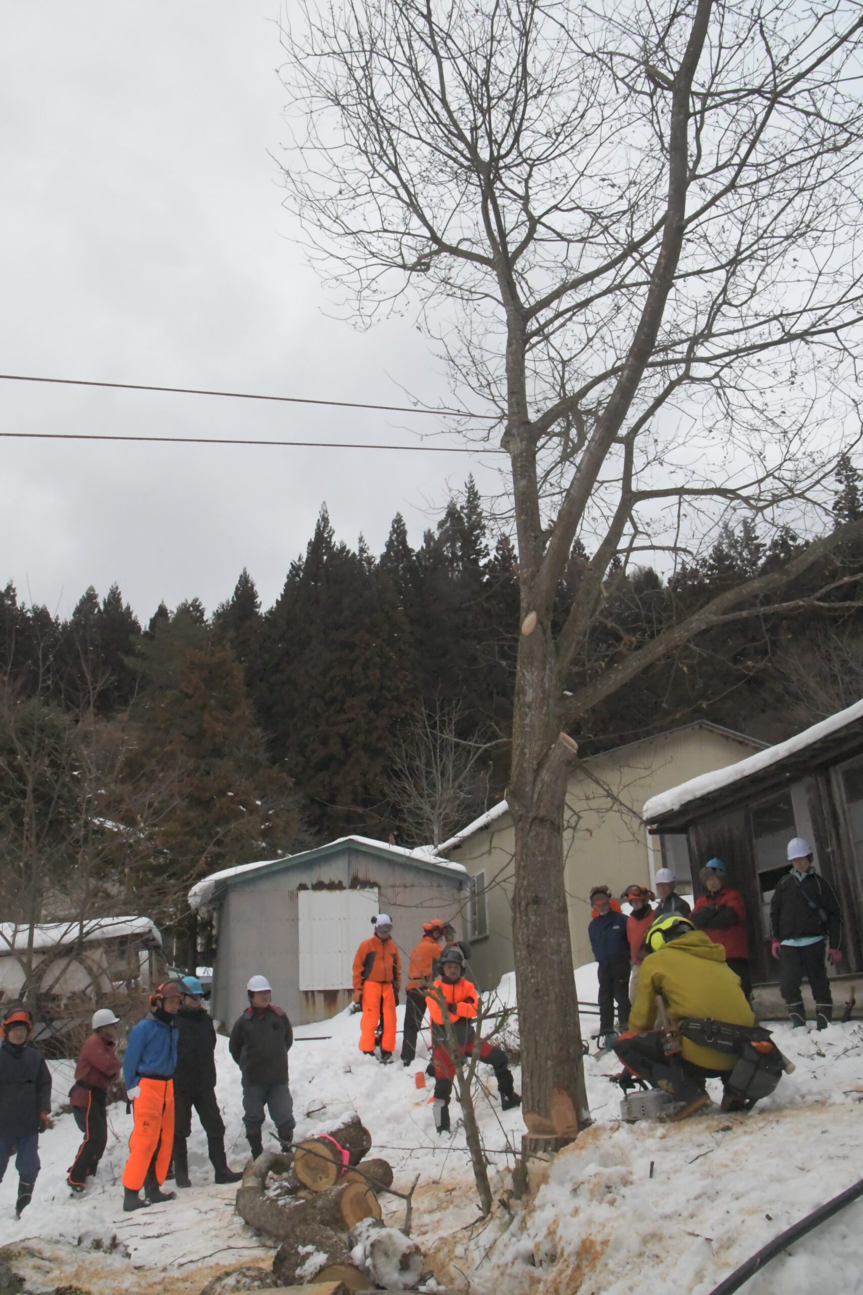 鳥獣被害→原因樹木伐採→グッズ生産、厄介ものが“贈り物”に（江刺伊手）