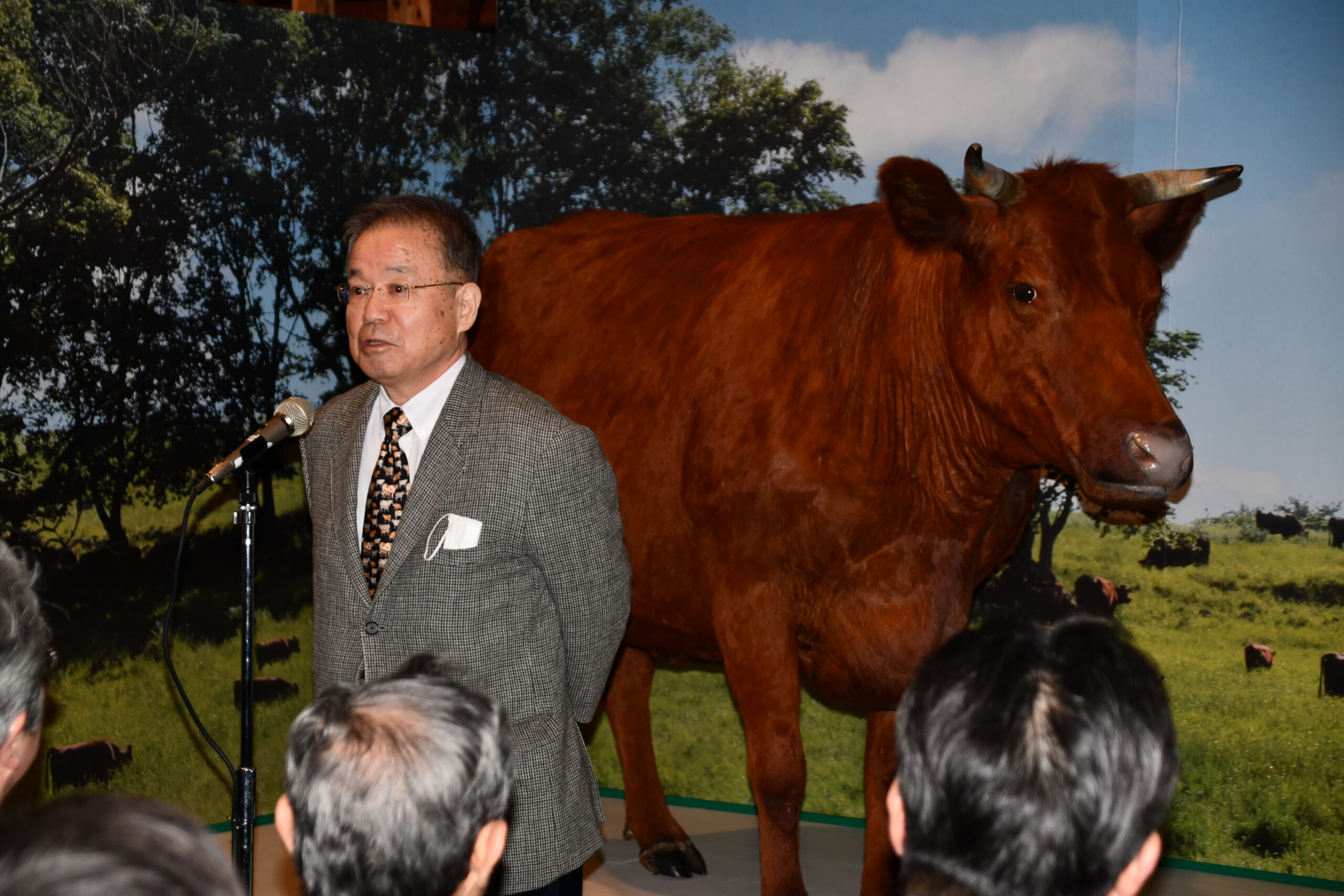 牛の博物館  「日本短角種」が出迎え  全身はく製は世界初