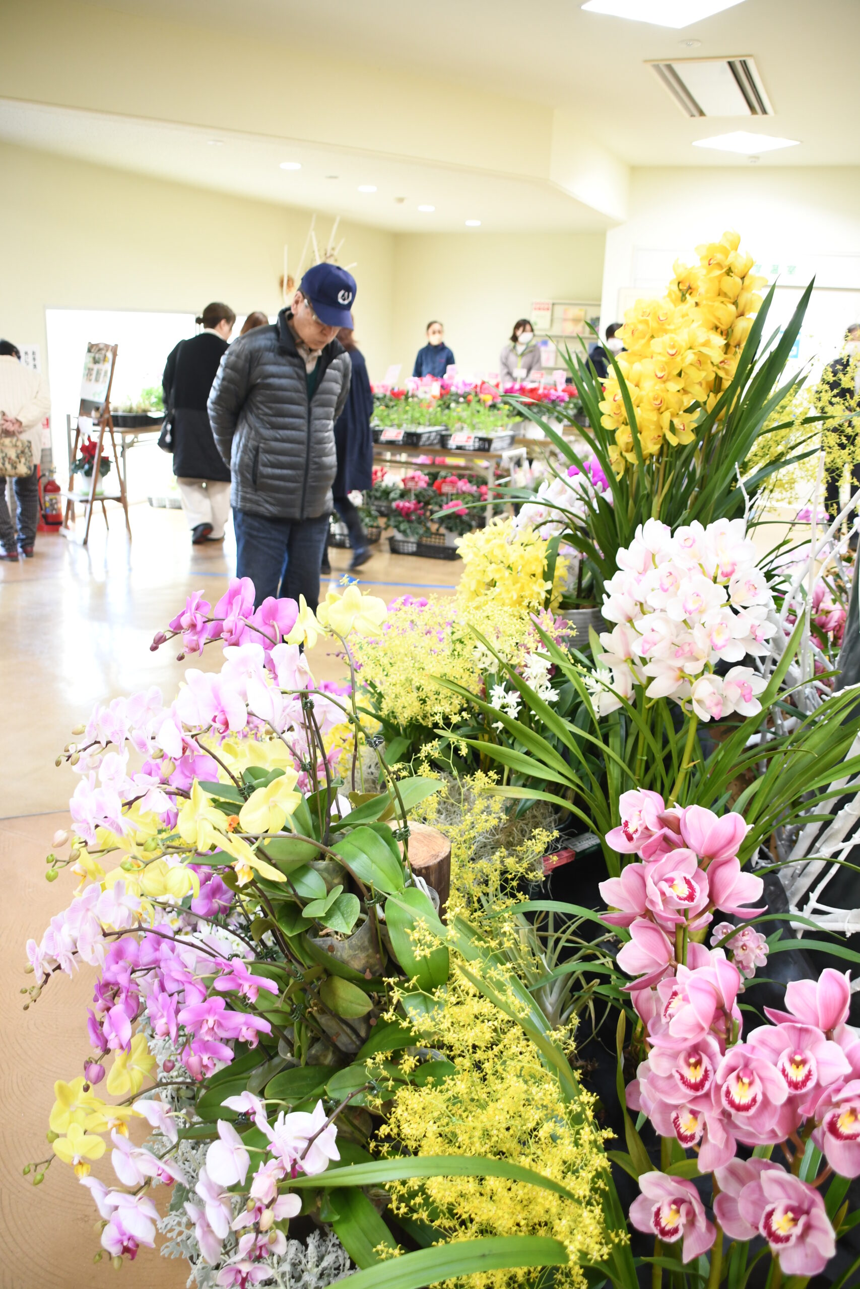 洋ラン香り高く 金ケ崎・花きセンター ８日まで展示会