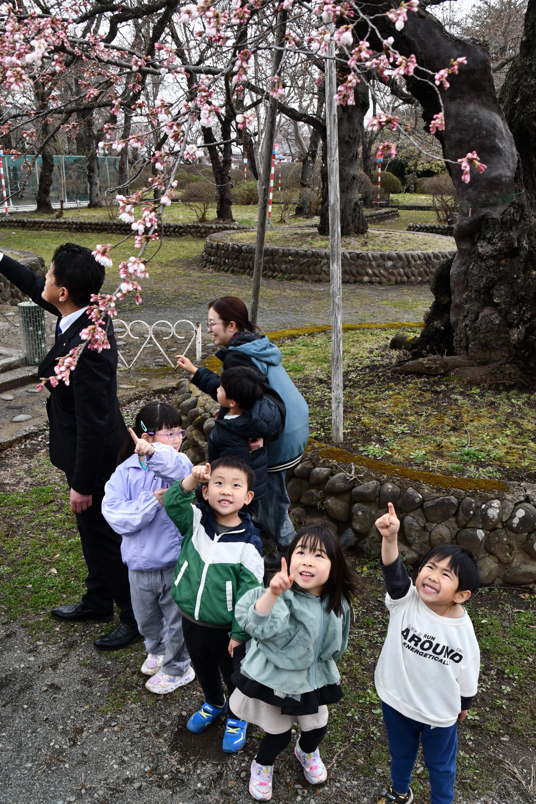 胆江に春　桜開花、水沢公園 平年より7日早く