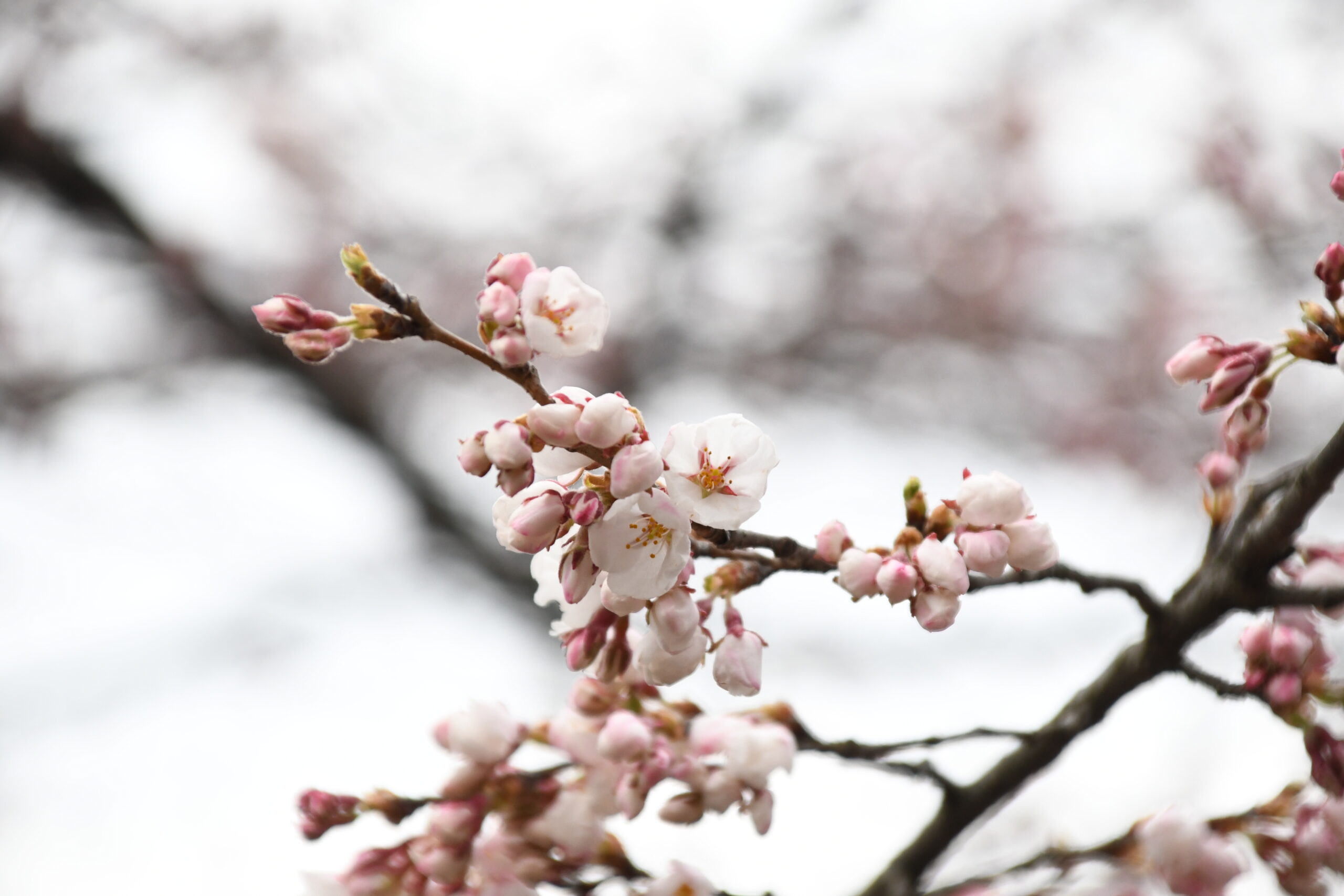 胆江に春　桜開花、水沢公園 平年より7日早く