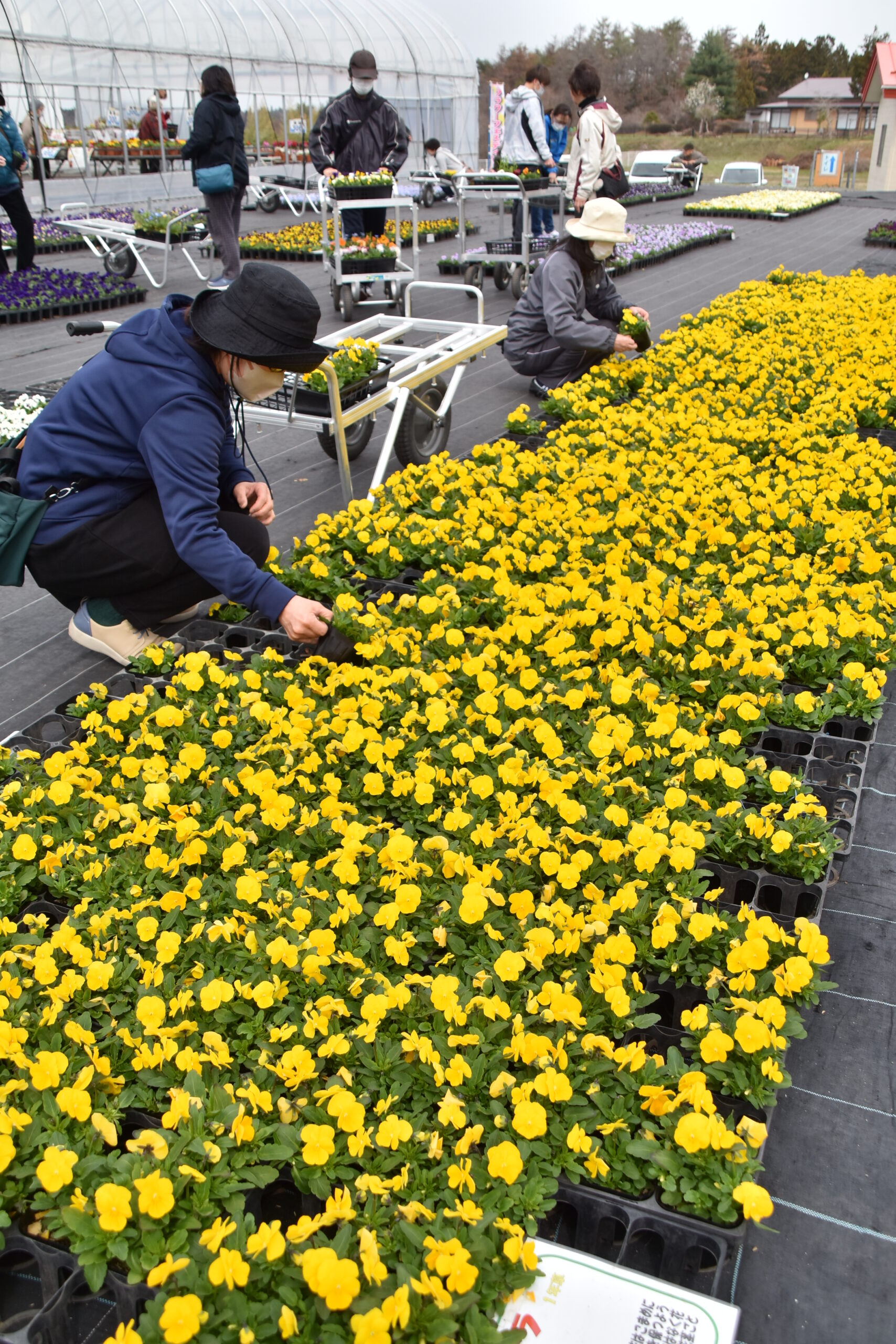 春色華やか花苗ずらり  フラワーフェス始まる（水沢）