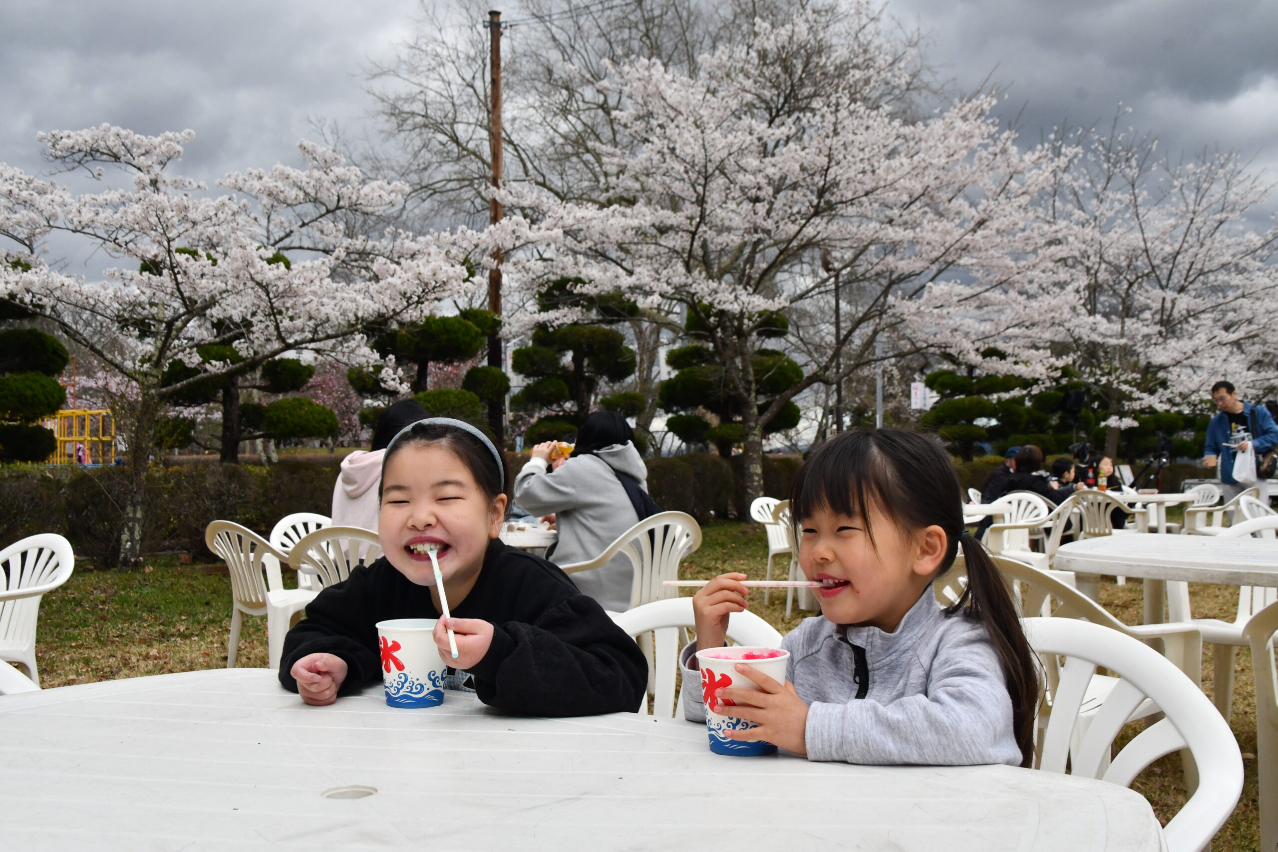 春うらら 桜まつり 家族連れでにぎわう（胆江）