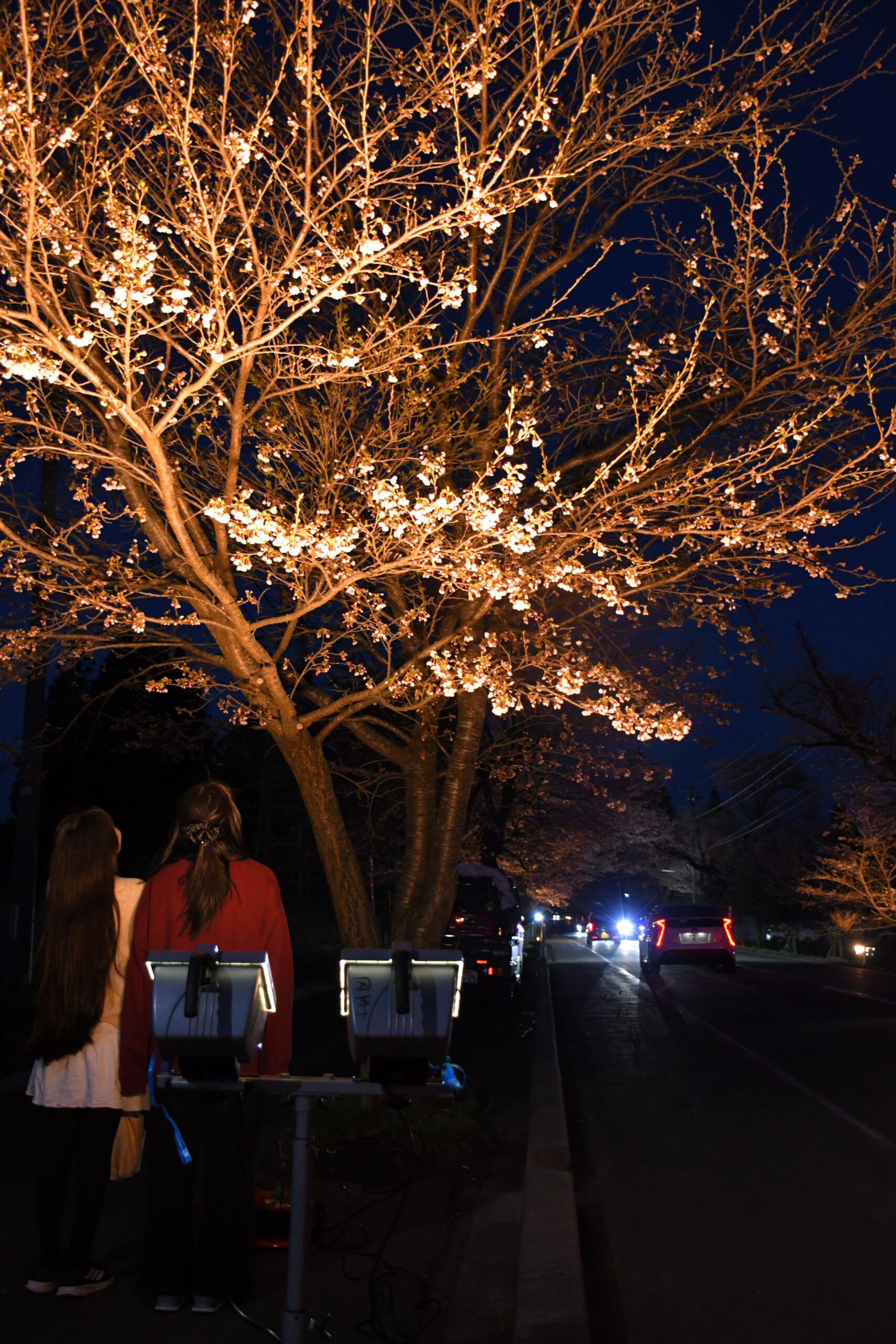 染まる春　心も弾む　桜の名所華やか（胆江）