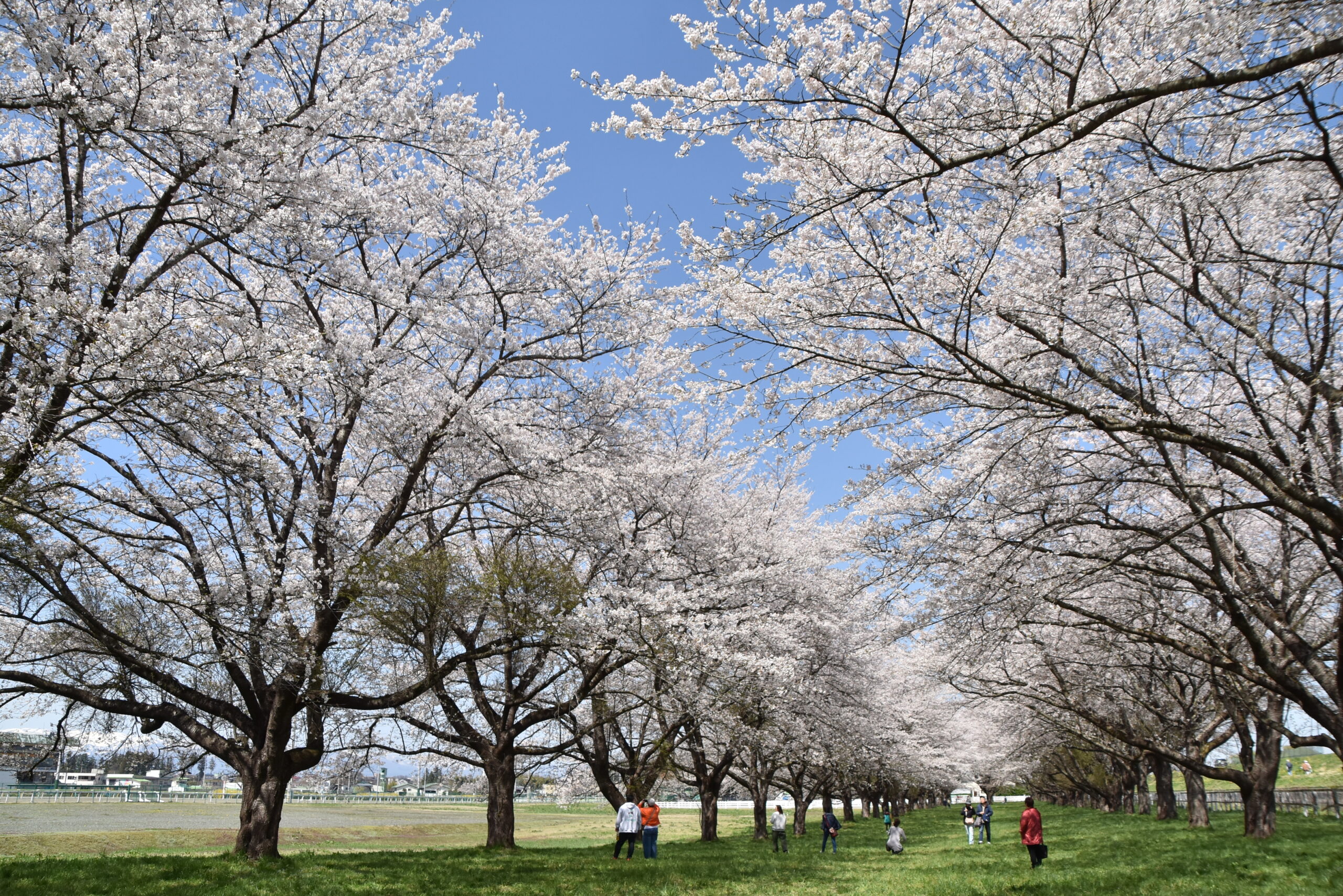 染まる春　心も弾む　桜の名所華やか（胆江）