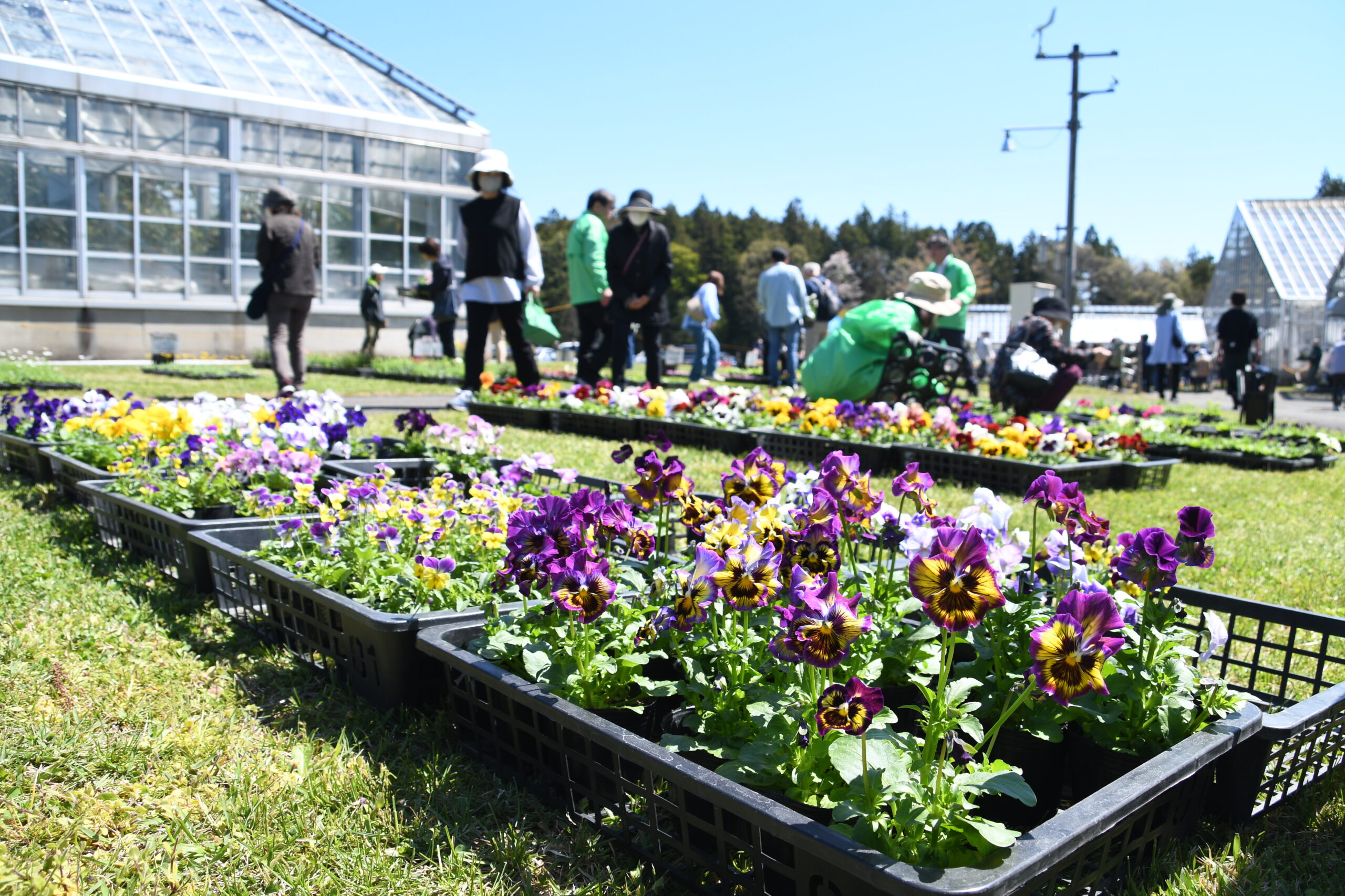 多種多彩　花に親しむ 金ケ崎・花きセンターまつり盛況