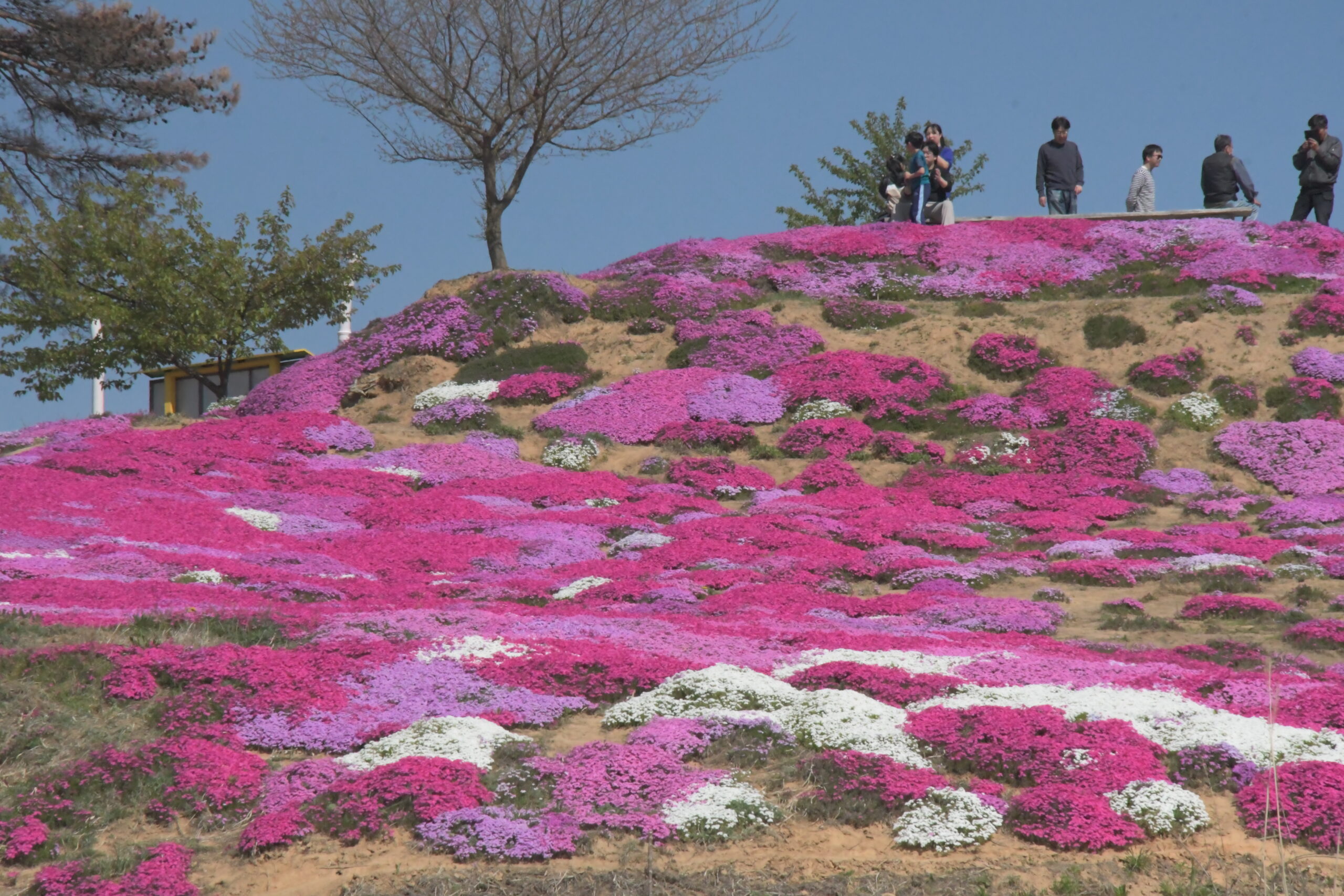 花のじゅうたん　鮮やか 芝桜公園（江刺梁川）