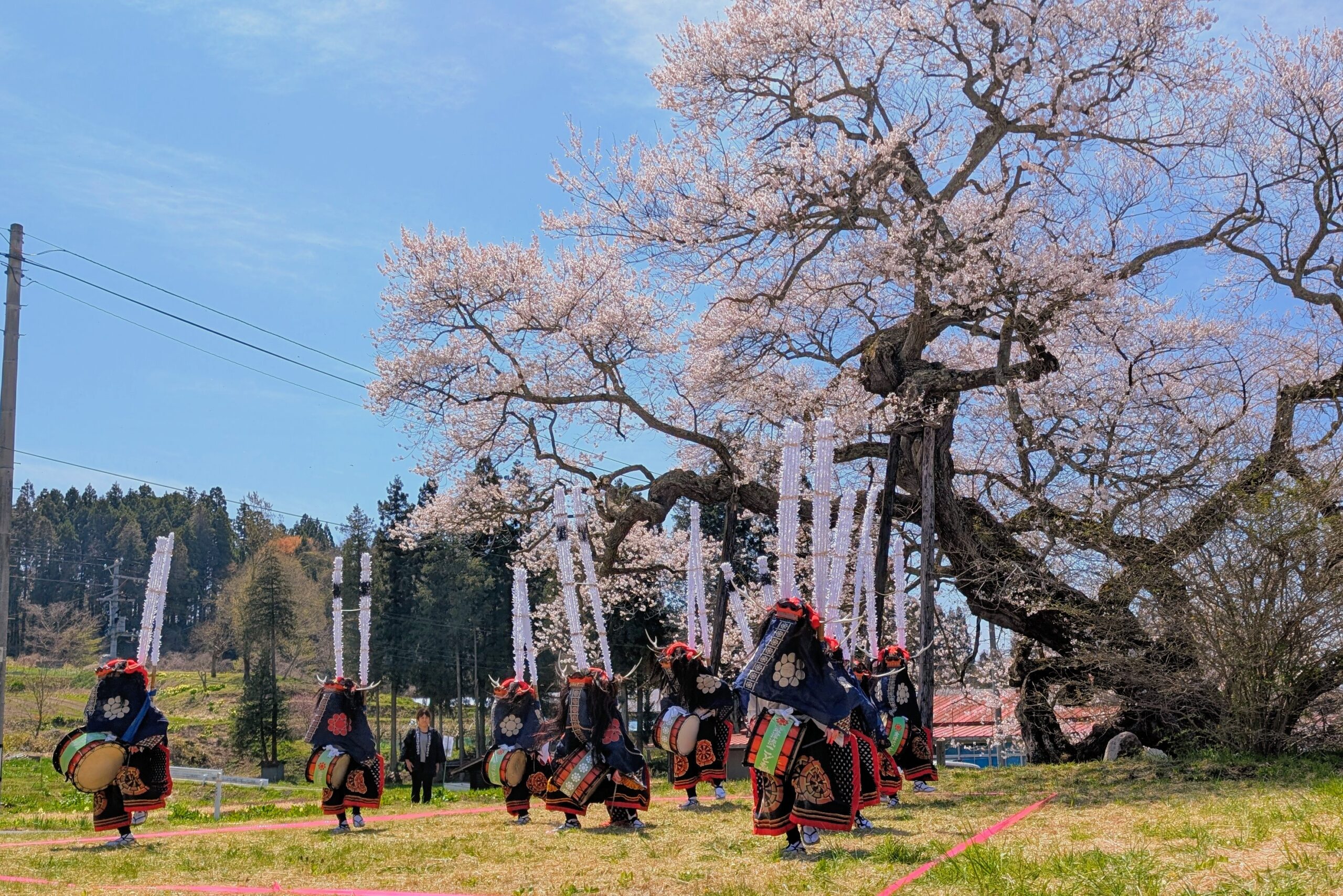 種蒔桜の下で獅子舞う　小中学生１０人自主公演（江刺梁川）