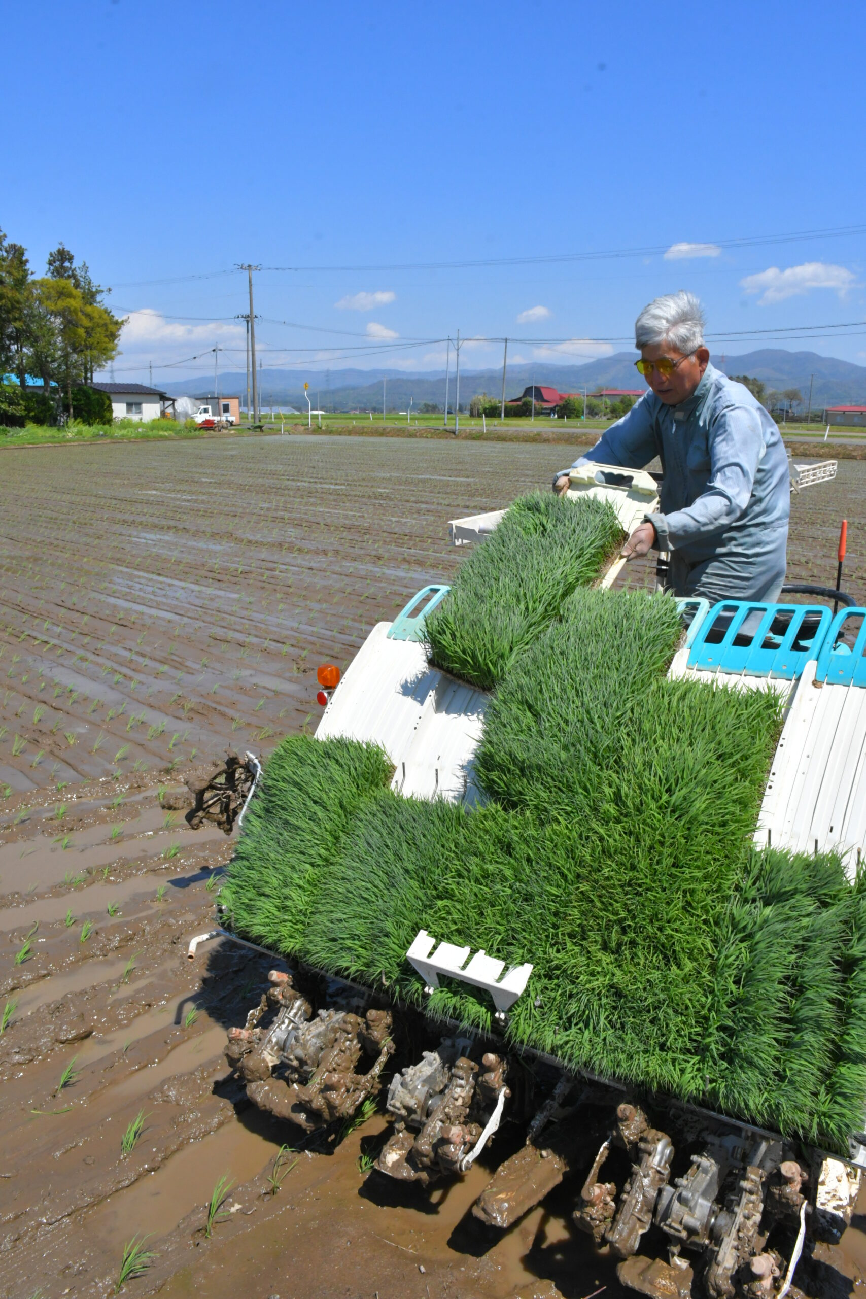 早苗青々 風に揺れ　田植えシーズン到来（胆江）