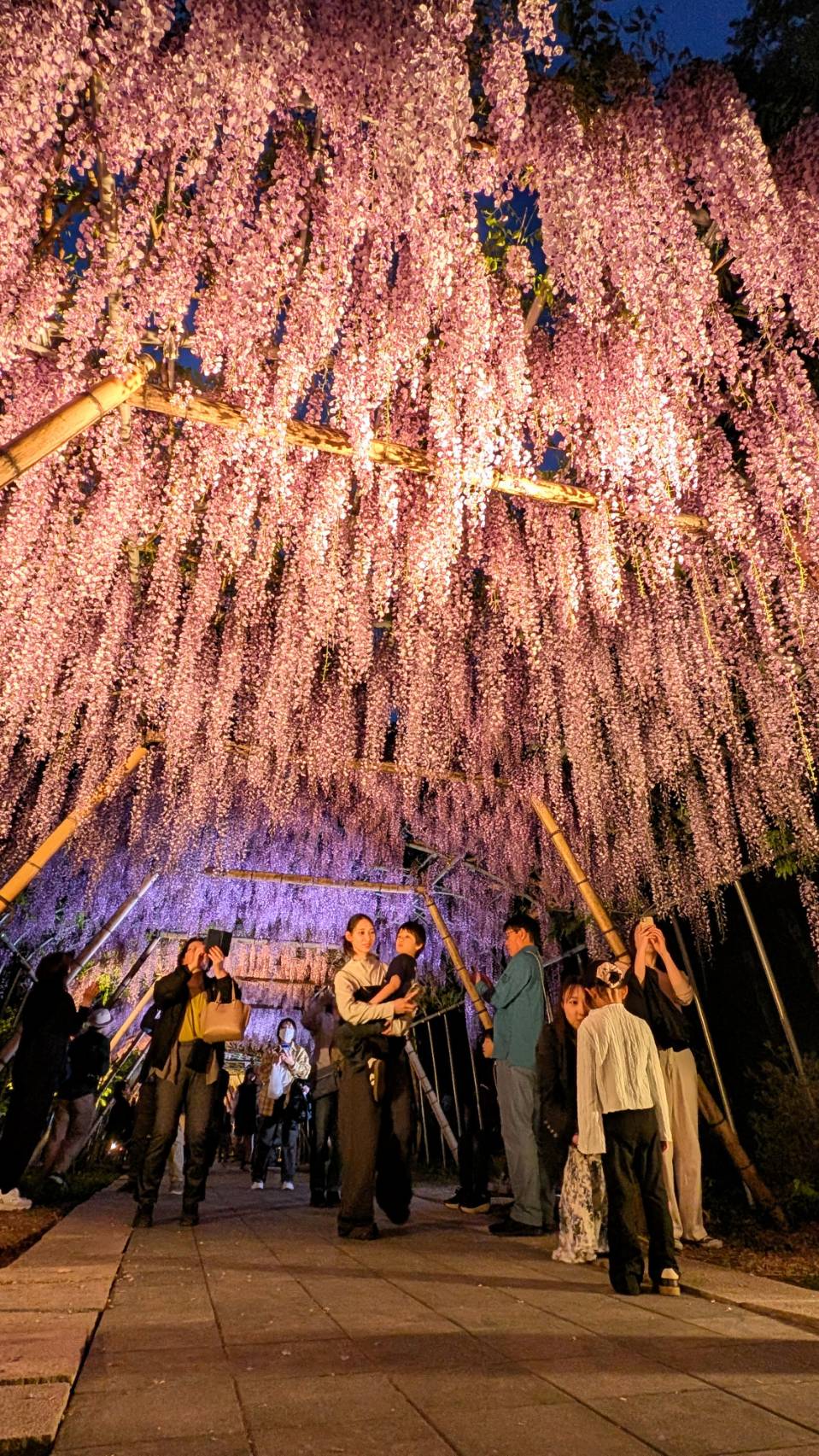 藤の回廊　ライトアップ17日まで（えさし藤原の郷）