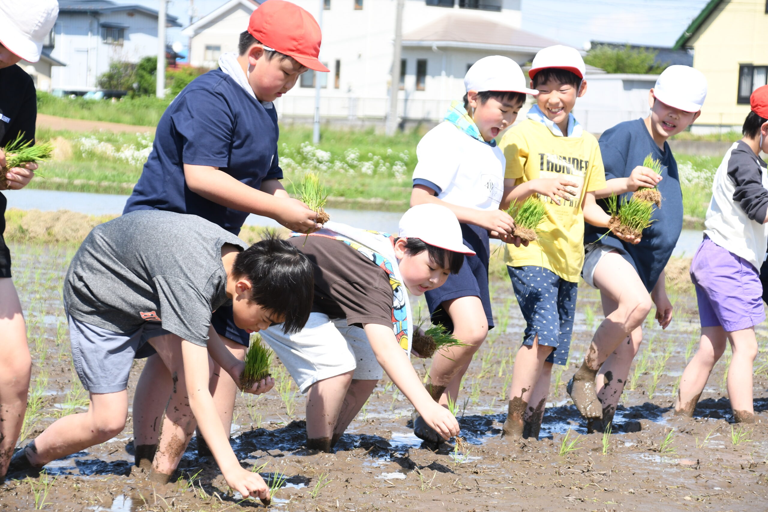 泥んこも何の　米作り体感　田植えに児童挑戦（水沢 ）
