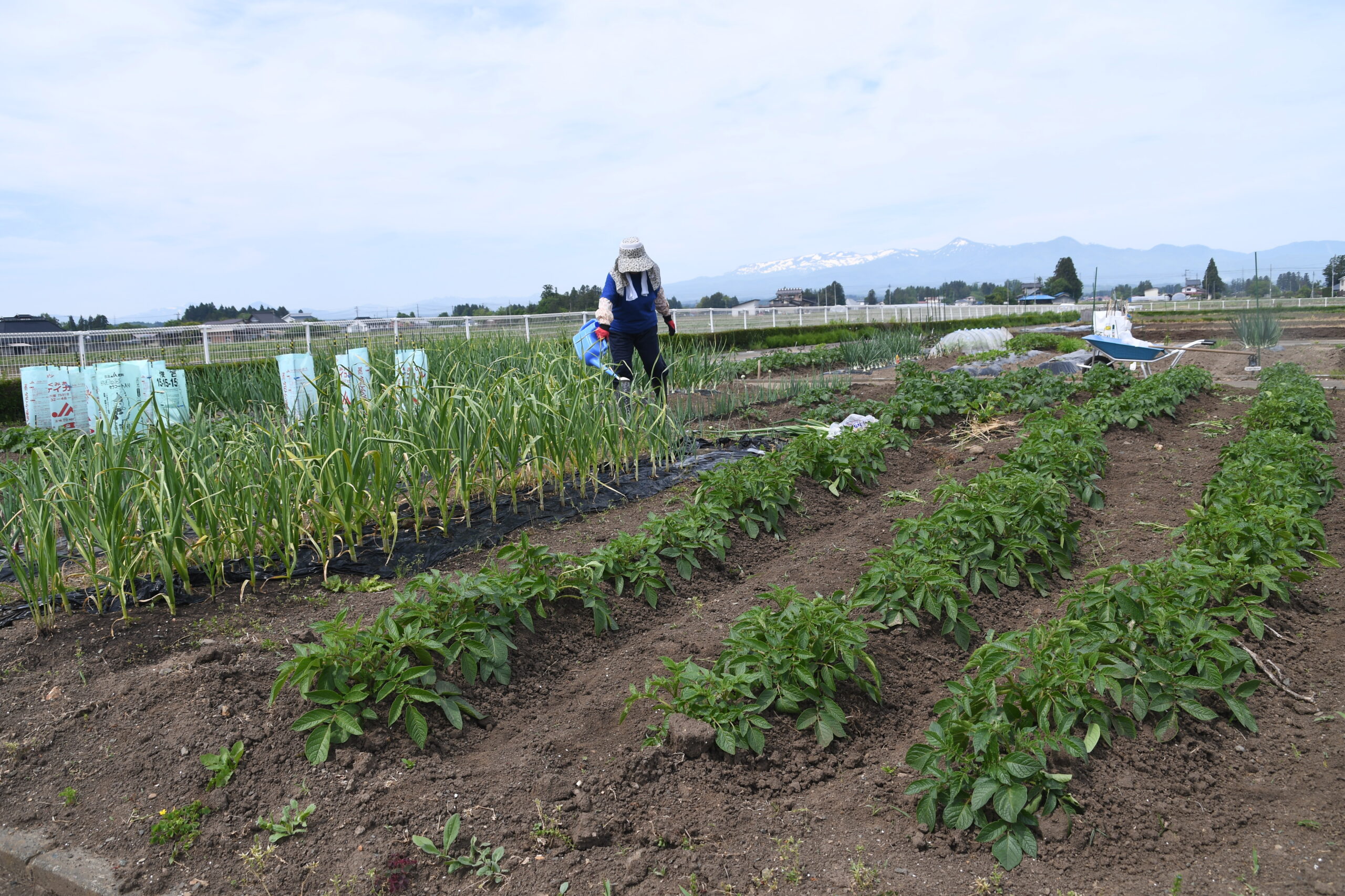 野菜栽培　挑戦しませんか（金ケ崎・町民菜園パークで30日）