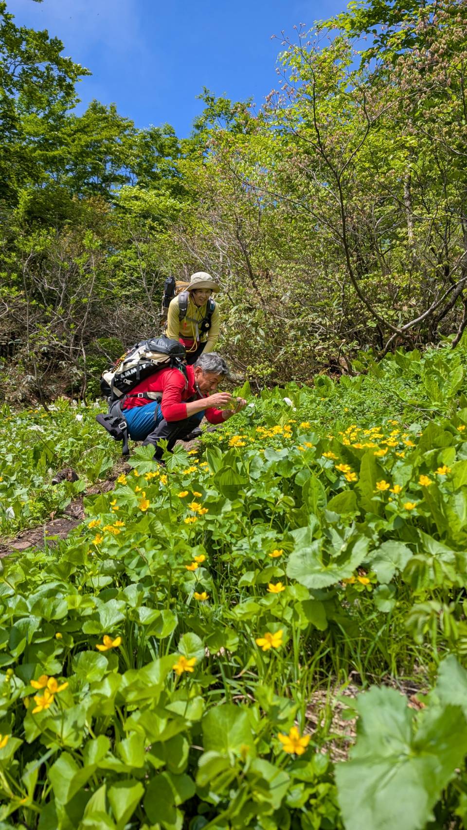 夏山シーズンいよいよ 焼石連峰、種山高原が山開き