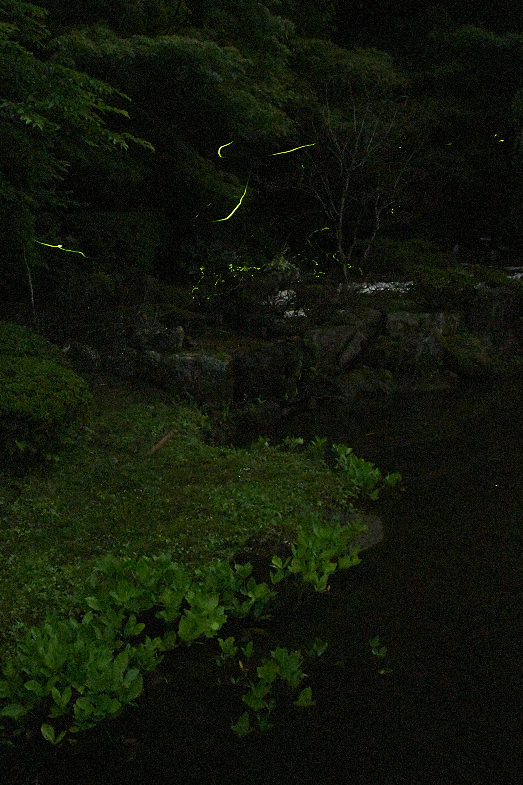 光柔らか　幻想的に ホタル鑑賞会、市民ら魅了（えさし藤原の郷）