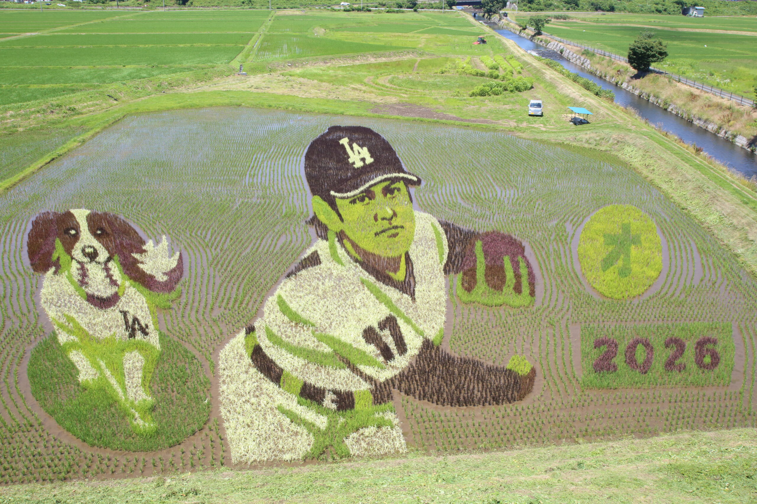 大谷りりしく　デコピン愛らしく 田んぼアート見頃（水沢）