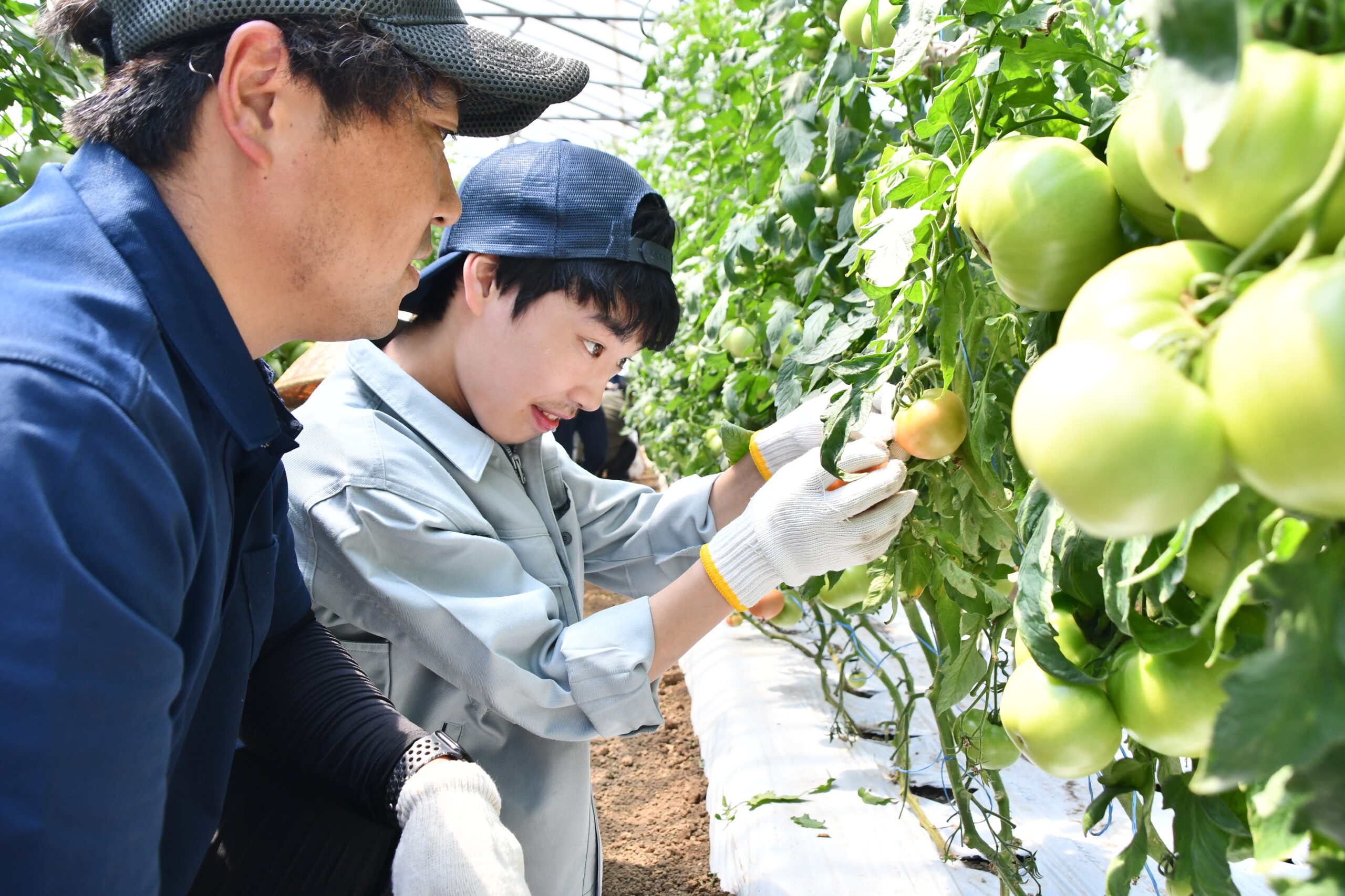 農福連携　産地に光、前沢明峰支援学校生が収穫体験