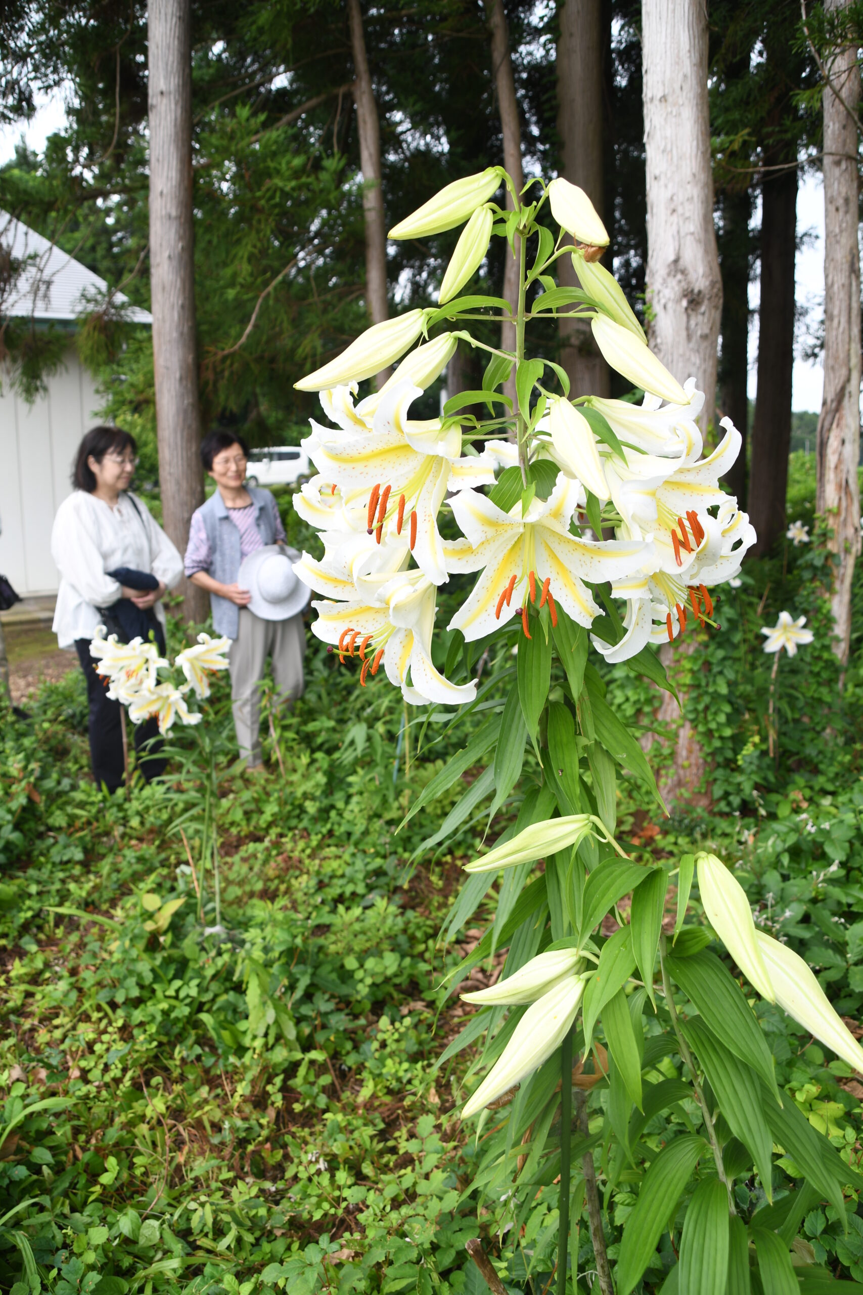 ヤマユリ群生　かぐわしく 金ケ崎の及川さん方