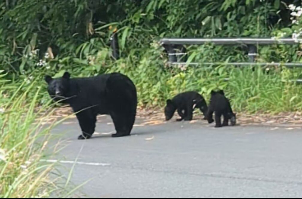 クマ誘う果樹、意向確認後８月末から伐採（奥州市）