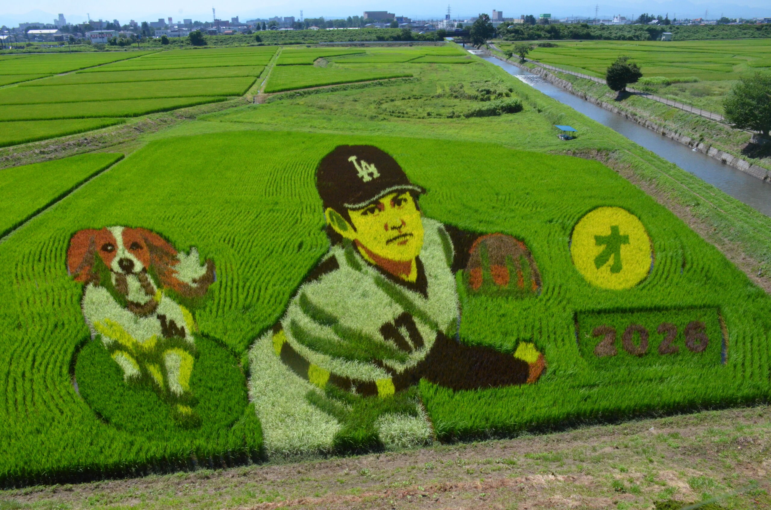 冠水被害受けた大谷選手の田んぼアート 勇姿鮮やか 晴天の下、観光客訪れ鑑賞（水沢）