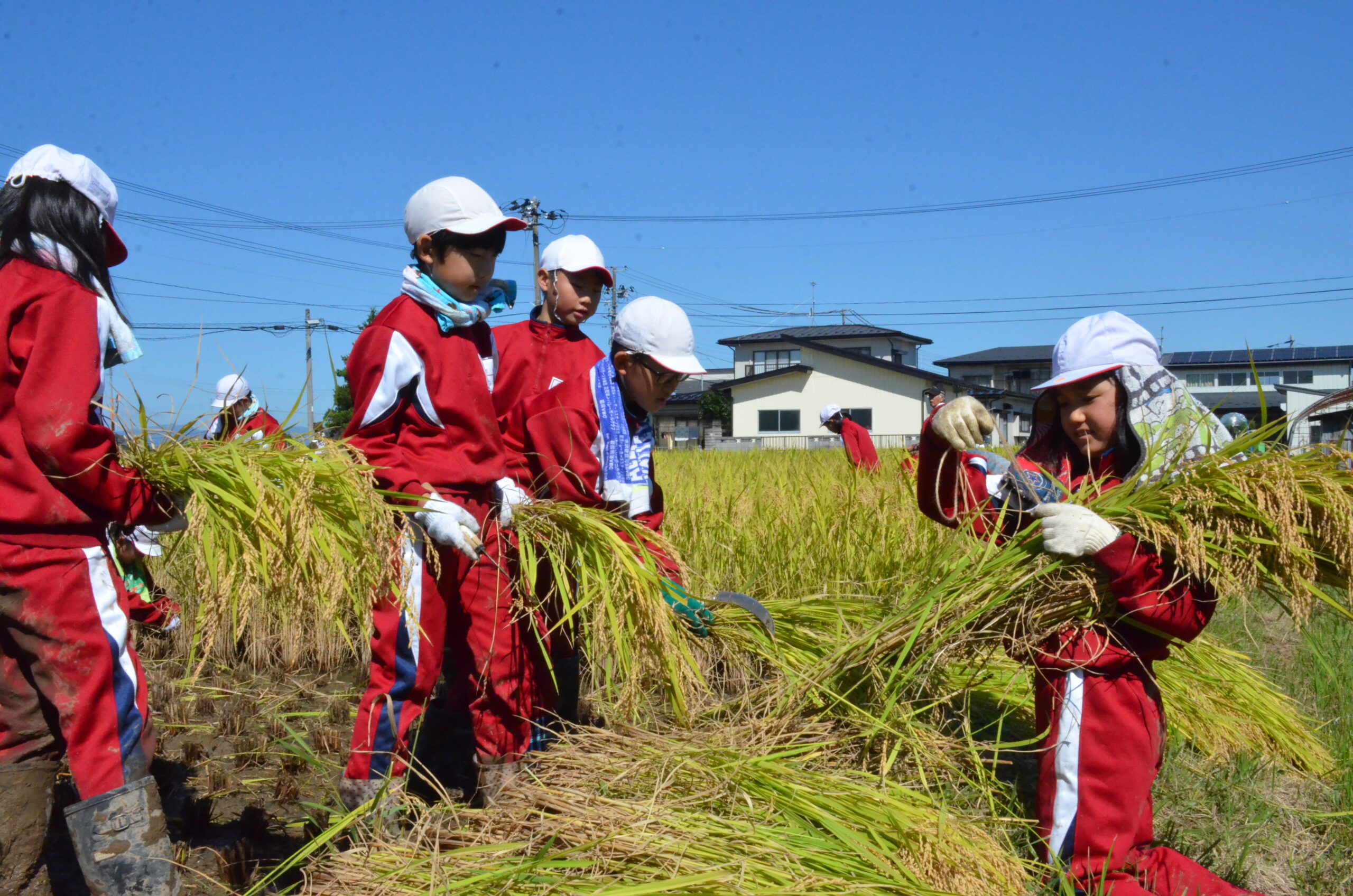 収穫の喜び実感（水沢・佐倉河小で児童が稲刈り体験）